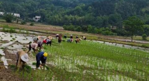 江西袁州区：立夏插秧党旗红，春耕一线践初心