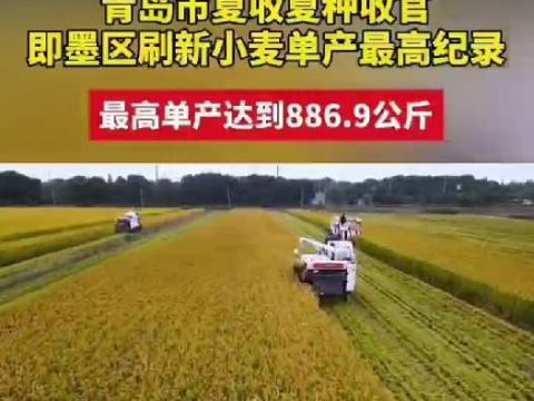 青岛市夏收夏种收官，青岛市即墨区刷新小麦单产最高纪录